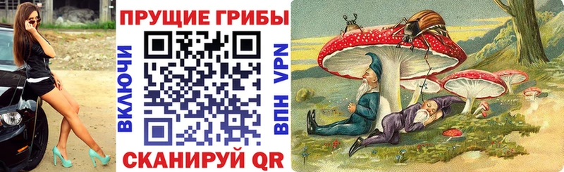 где купить наркоту  Усть-Джегута  darknet состав  Галлюциногенные грибы Cubensis 